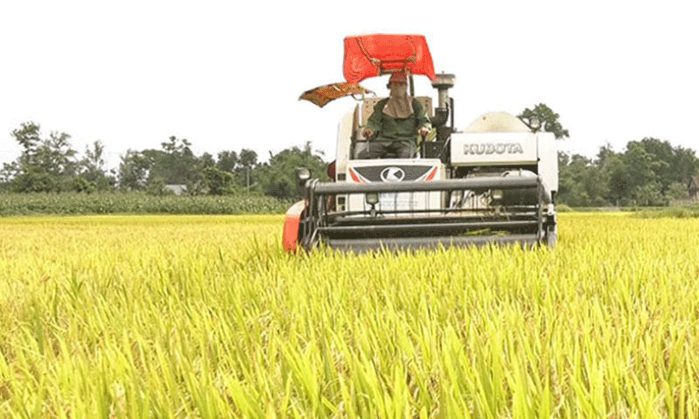 Nông dân huyện Vĩnh Linh thu hoạch lúa đông xuân.