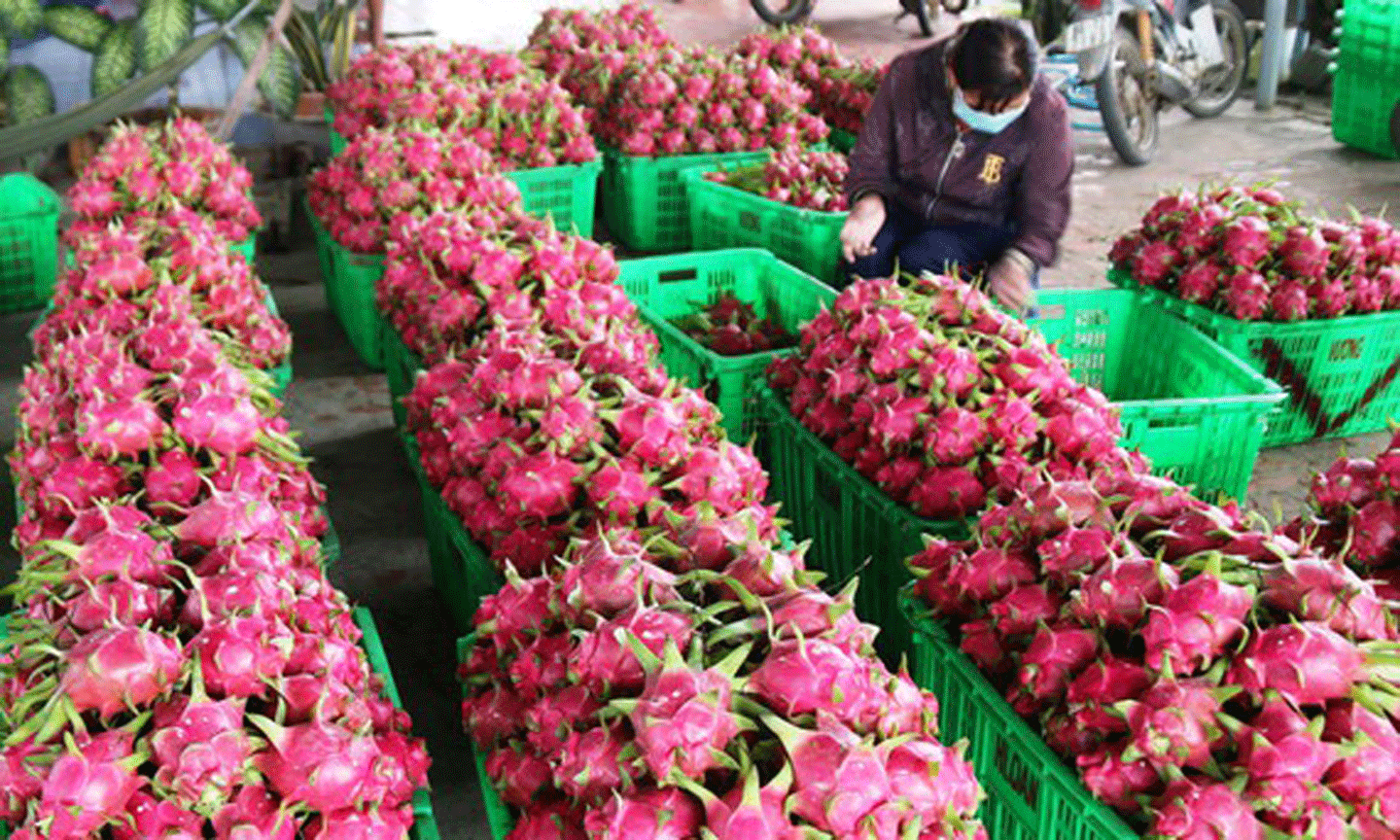“Thủ phủ thanh long” Bình Thuận rất cần các cơ chế, chính sách để phát triển bền vững. Ảnh: NGUYỄN TIẾN