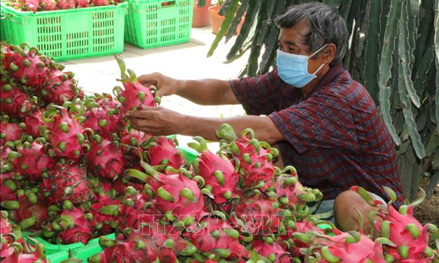 Bộ Công Thương ra kiến nghị tháo gỡ khó khăn, thúc đẩy tiêu thụ thanh long. Ảnh: TTXVN.