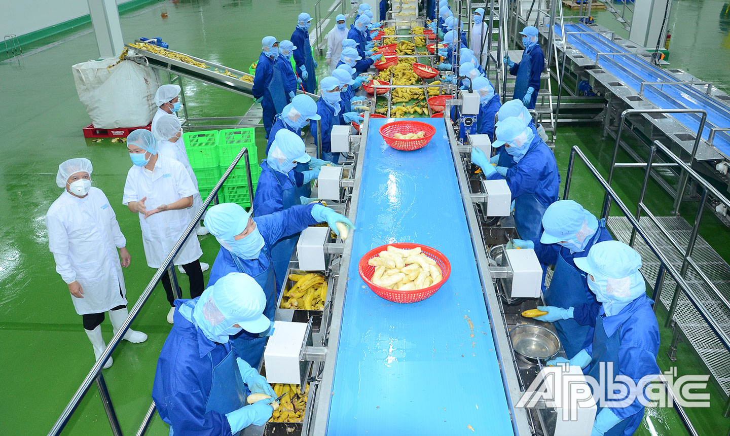 Dây chuyền chế biến rau quả cấp đông của Nhà máy chế biến nông sản của Công ty cổ phần Công nghiệp thực phẩm Thabico - Tiền Giang  tại xã Bình Ninh, huyện Chợ Gạo đi vào hoạt động. Ảnh: Minh Thành