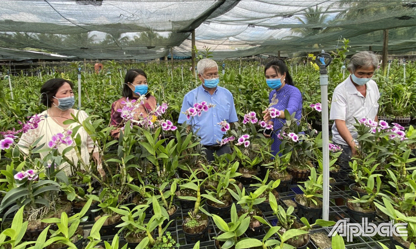 Chị Phượng (thứ 2 từ trái sang) giới thiệu vườn hoa lan rộng hơn 1ha của mình.