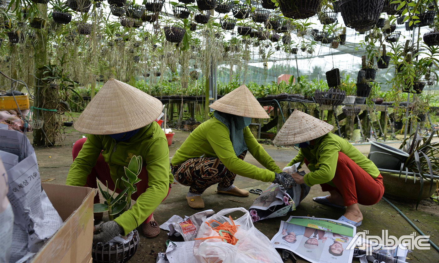 Hàng ngày, vườn Lan của chị Phượng xuất bán hàng trăm chậu hoa lan các loại.