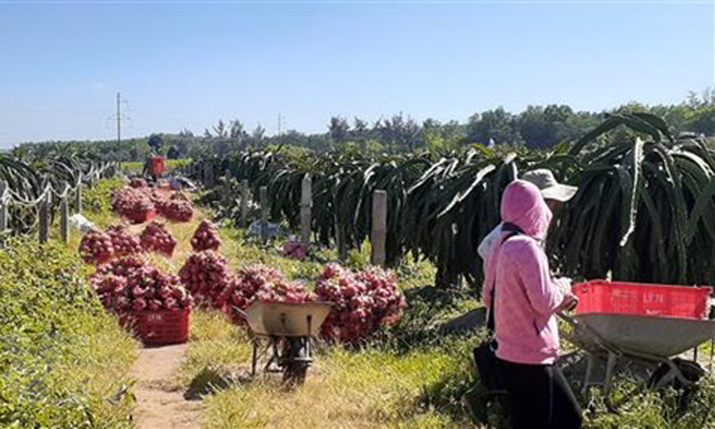 Thanh long đến kỳ thu hoạch tại xã Bưng Riềng, huyện Xuyên Mộc, Bà Rịa-Vũng Tàu. (Ảnh: Hoàng Nhị/TTXVN)