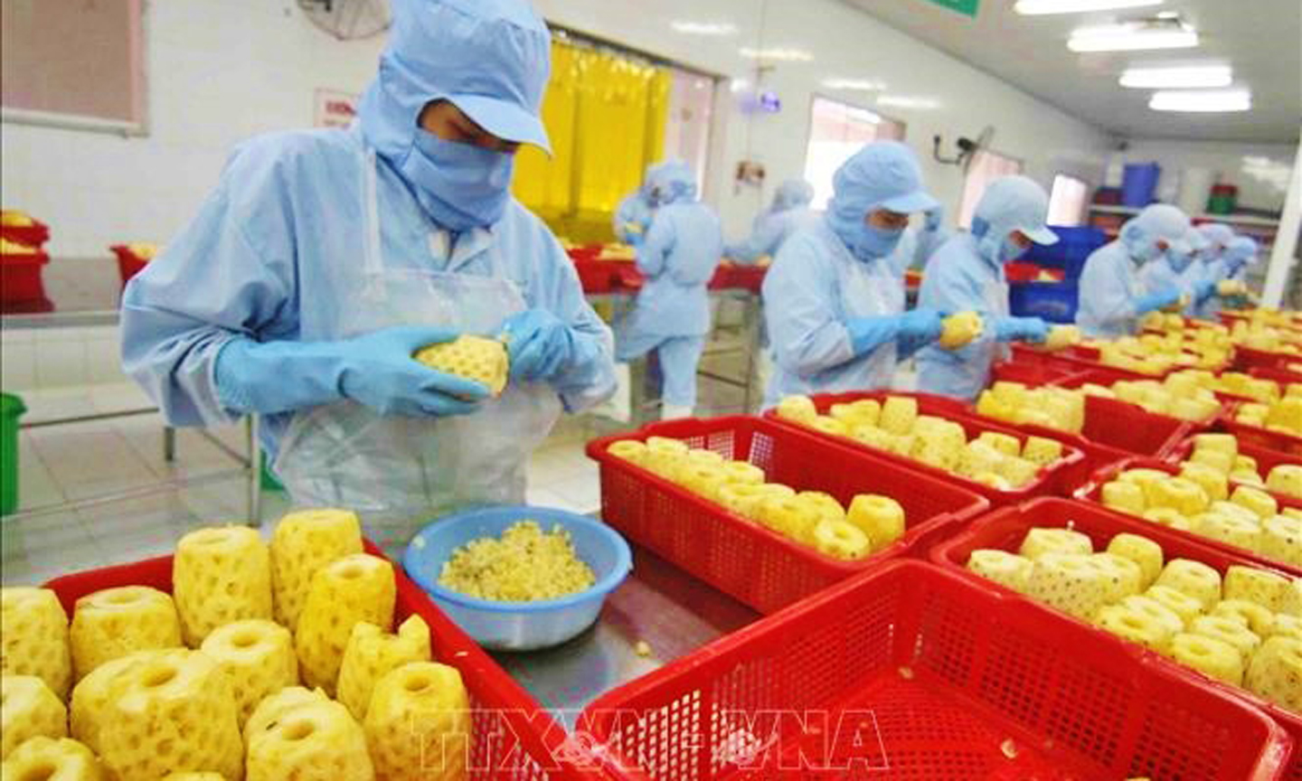 Để xuất khẩu nông sản bền vững, cần nâng cao chất lượng nông sản và xuất khẩu chính ngạch. Ảnh: TTXVN.