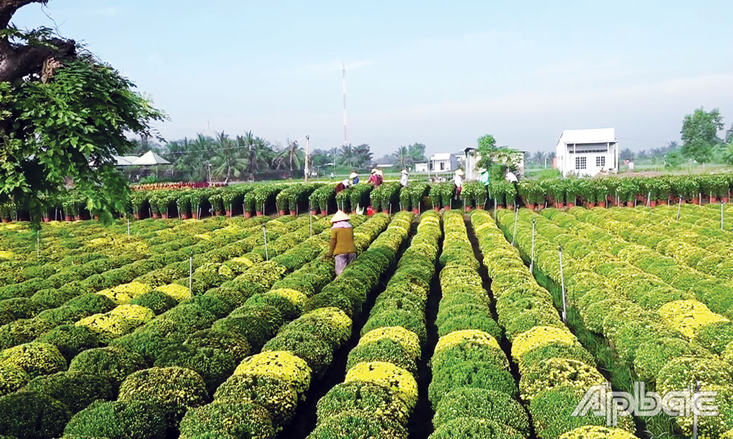  Nông dân đang chăm sóc hoa để nở đúng dịp tết.