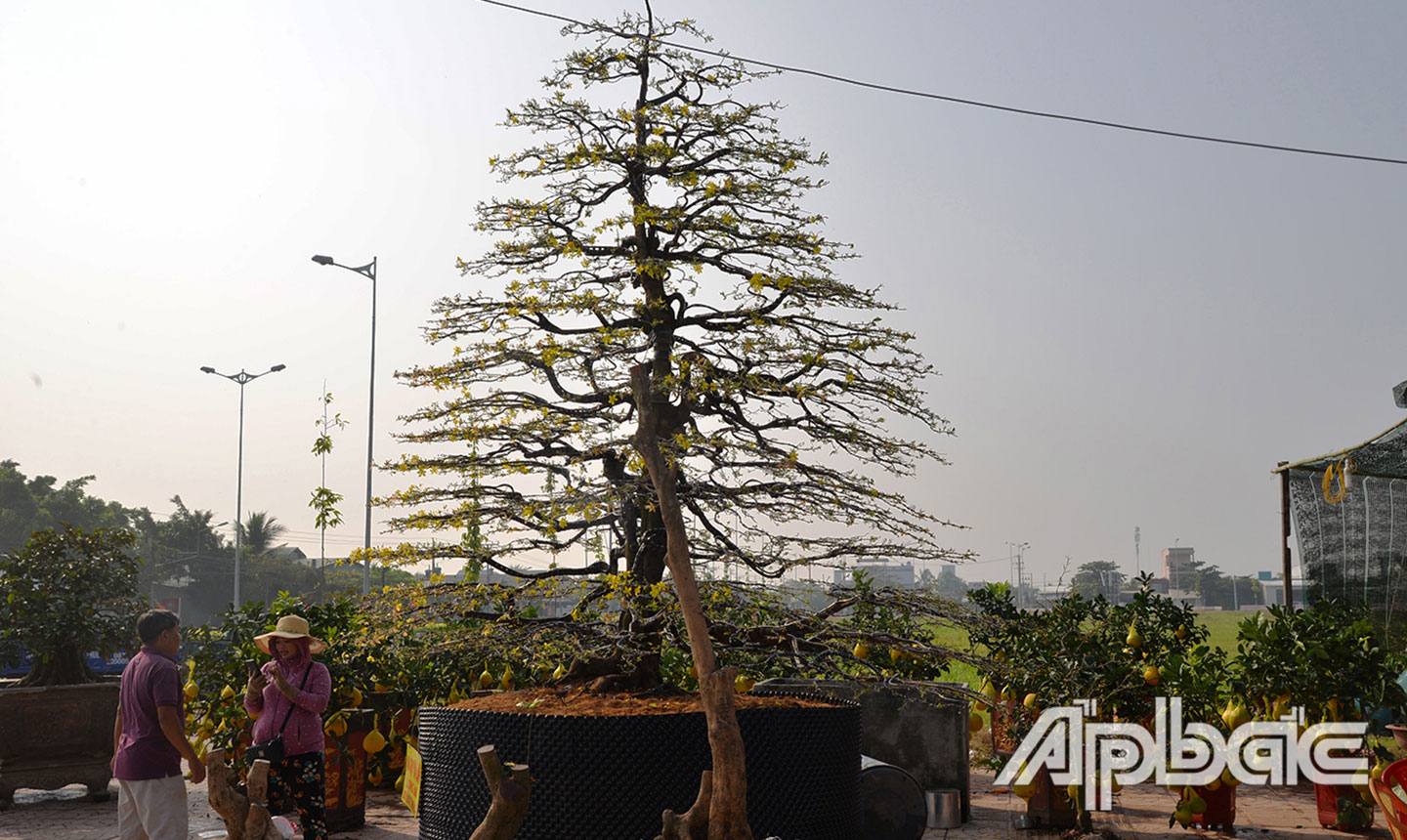 Mỗi dịp Tết Nguyên đán,  người dân Nam bộ thường  chăm sóc, mua sắm mai  để chưng tết với ước mong  cả năm gia đình được  may mắn, bình an.  Ảnh: Thu Hoài