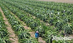 Đầu năm Dần, kể chuyện đánh thức 