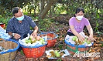 Nông dân và những kỳ vọng đầu năm