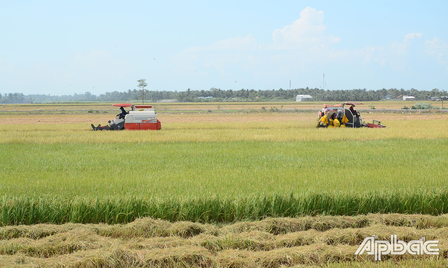 Nông dân các huyện phía Đông bước vào thu hoạch rộ vụ lúa đông xuân.