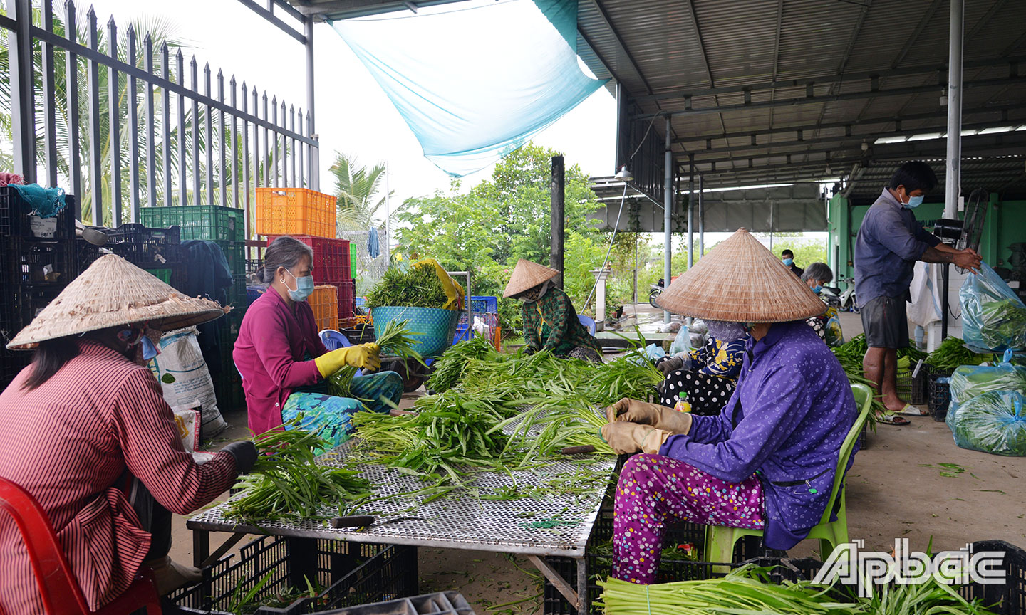 Công nhân sơ chế rau tại HTX Rau an toàn Tân Đông.