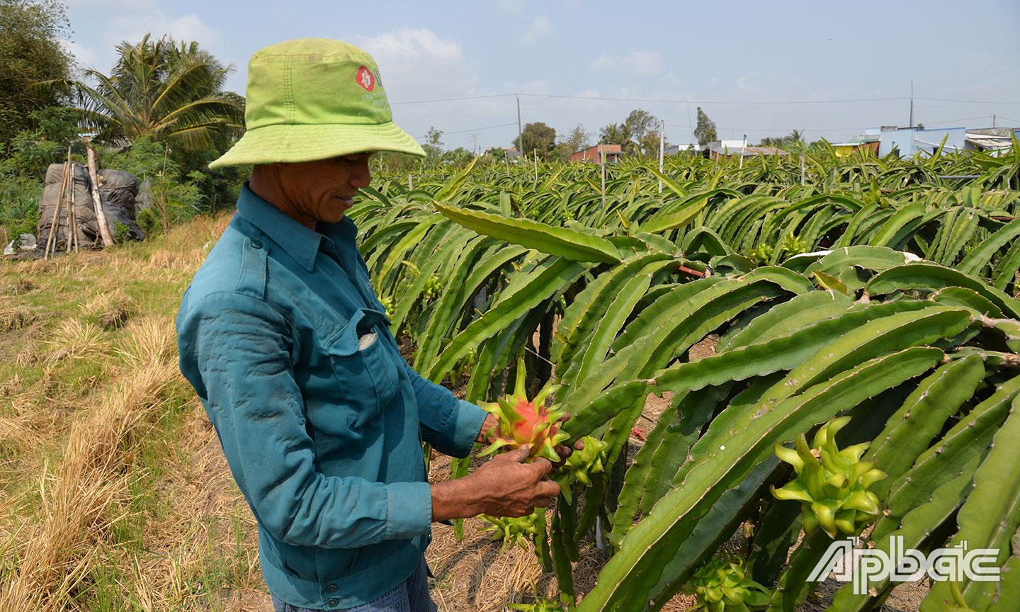 Không ít diện tích trồng lúa ở huyện Gò Công Đông được chuyển sang cây thanh long.