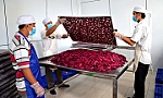 Tìm hướng phát triển hiệu quả cây thanh long