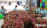 Tìm đầu ra cho thanh long: Không thể chậm trễ hơn nữa!
