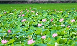 Lễ hội Sen lần 1 tỉnh Đồng Tháp sẽ được tổ chức dịp sinh nhật Bác