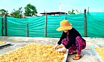 Thu nhập ổn định từ sản xuất củ cải muối