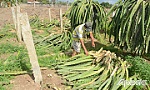 BÀI 1: Vì sao người dân đốn bỏ thanh long?