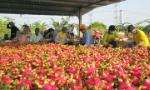 Phát triển bền vững cây thanh long
