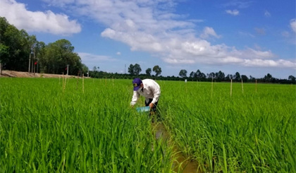 Có thể giảm 30% phân đạm mà không giảm năng suất lúa