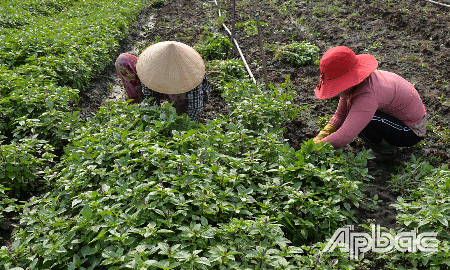 Chi phí sản xuất tăng tạo áp lực lớn cho người nông dân.