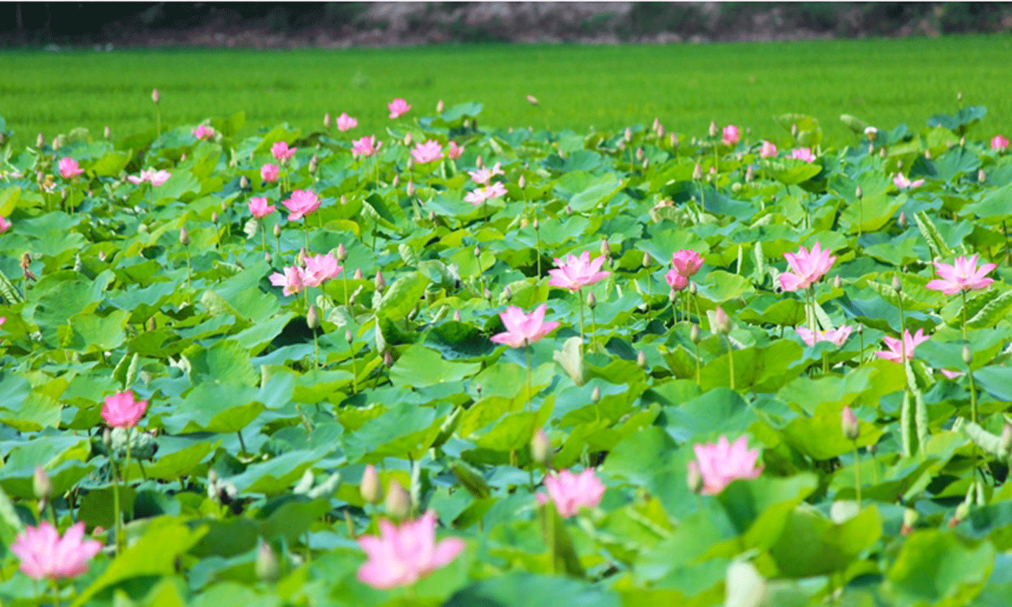Lễ hội Sen nhằm tôn vinh hoa Sen, phát huy giá trị văn hóa - kinh tế cho các sản  phẩm chế biến từ cây Sen Đồng Tháp (Ảnh minh họa:dongthap.gov.vn)