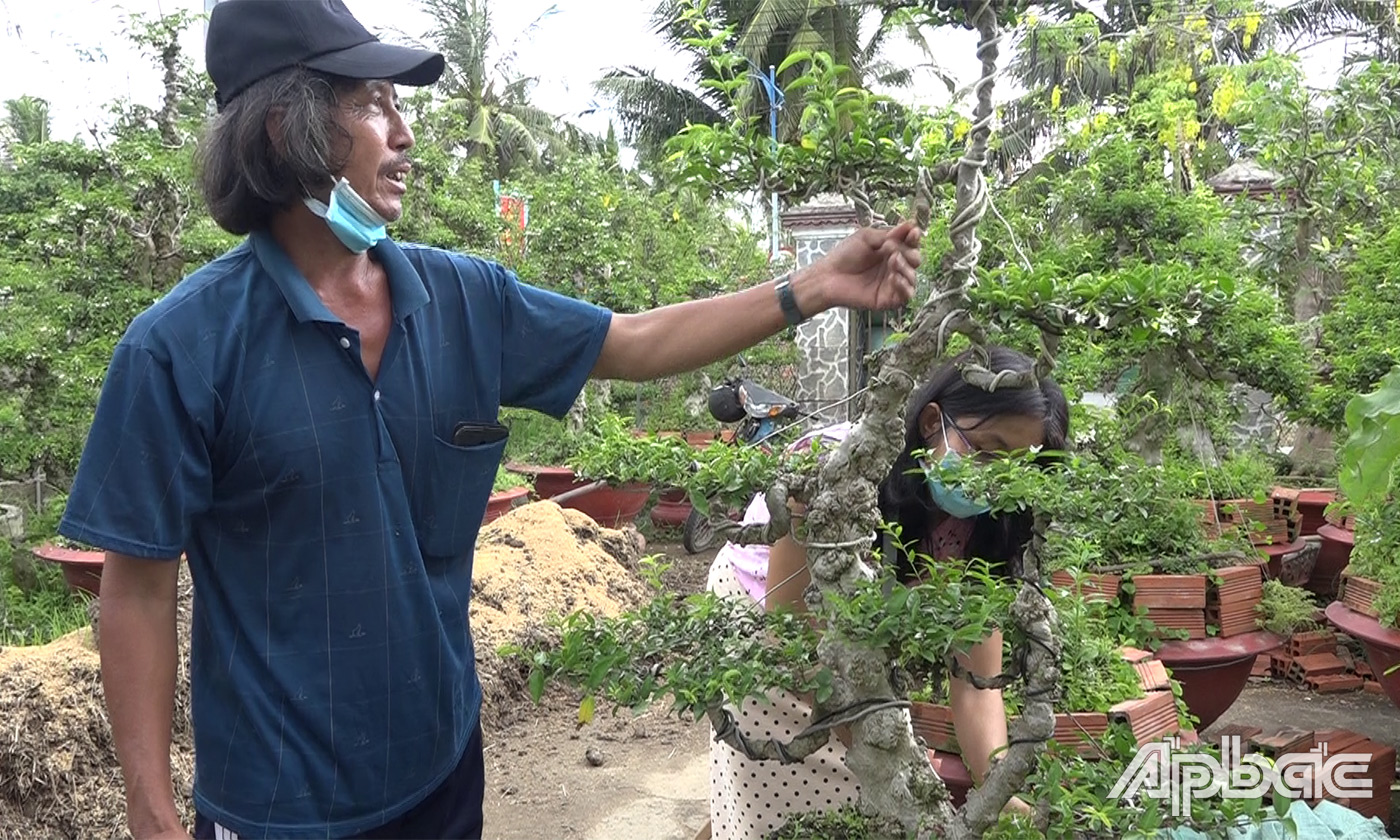 Nhiều người dân huyện Gò Công Tây chuyển đổi cây trồng, đầu tư mở rộng vườn mai chiếu thủy nu góp phần 