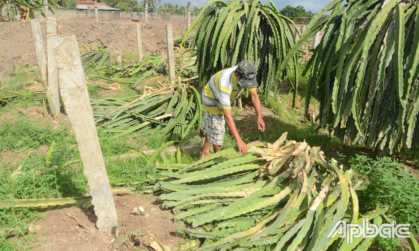 Người dân đốn bỏ vườn thanh long.