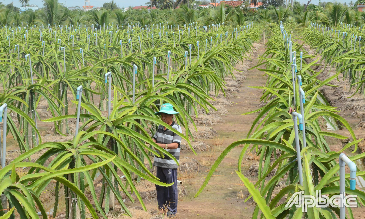 Chợ Gạo là địa phương đứng đầu về diện tích trồng thanh long của tỉnh. 