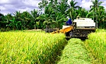 Giải pháp lâu dài thích nghi với hạn mặn ở ĐBSCL