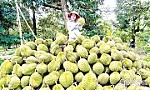 Dư địa của sầu riêng vẫn còn lớn