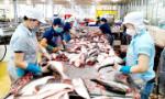 ĐBSCL: Giá cá tra nguyên liệu tiếp tục tăng cao