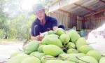 Chủ động phương án tiêu thụ trái cây khu vực Nam Bộ