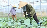 WB: Tỷ lệ giảm nghèo của Việt Nam trong 10 năm qua đầy ấn tượng