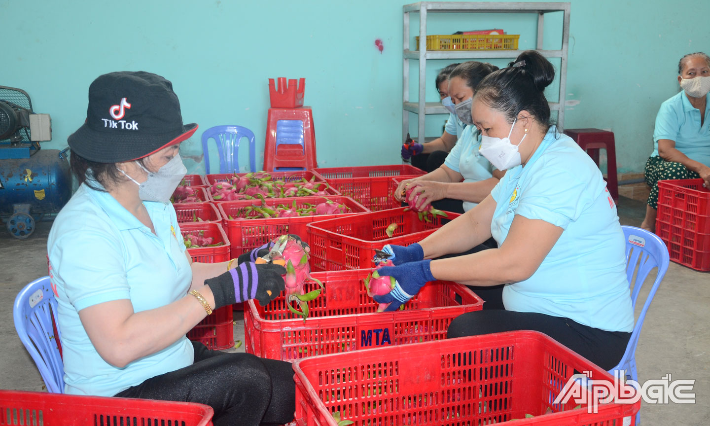 Lĩnh vực KTTT trên địa bàn tỉnh có sự phát triển về số lượng lẫn chất lượng.