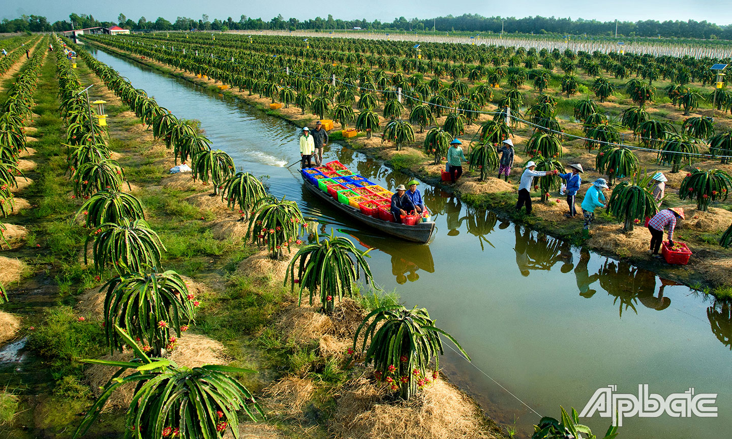 Thu hoạch thanh long ở huyện Tân Phước.                                                                                                                                                                                                                                                                                                                                     Ảnh: NHỰT THƯỞNG