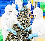 Xuất khẩu nông thủy sản tăng tốc