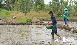 Sản xuất lúa vụ hè thu nhiều 