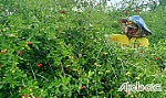Để sơ ri Gò Công phát triển bền vững