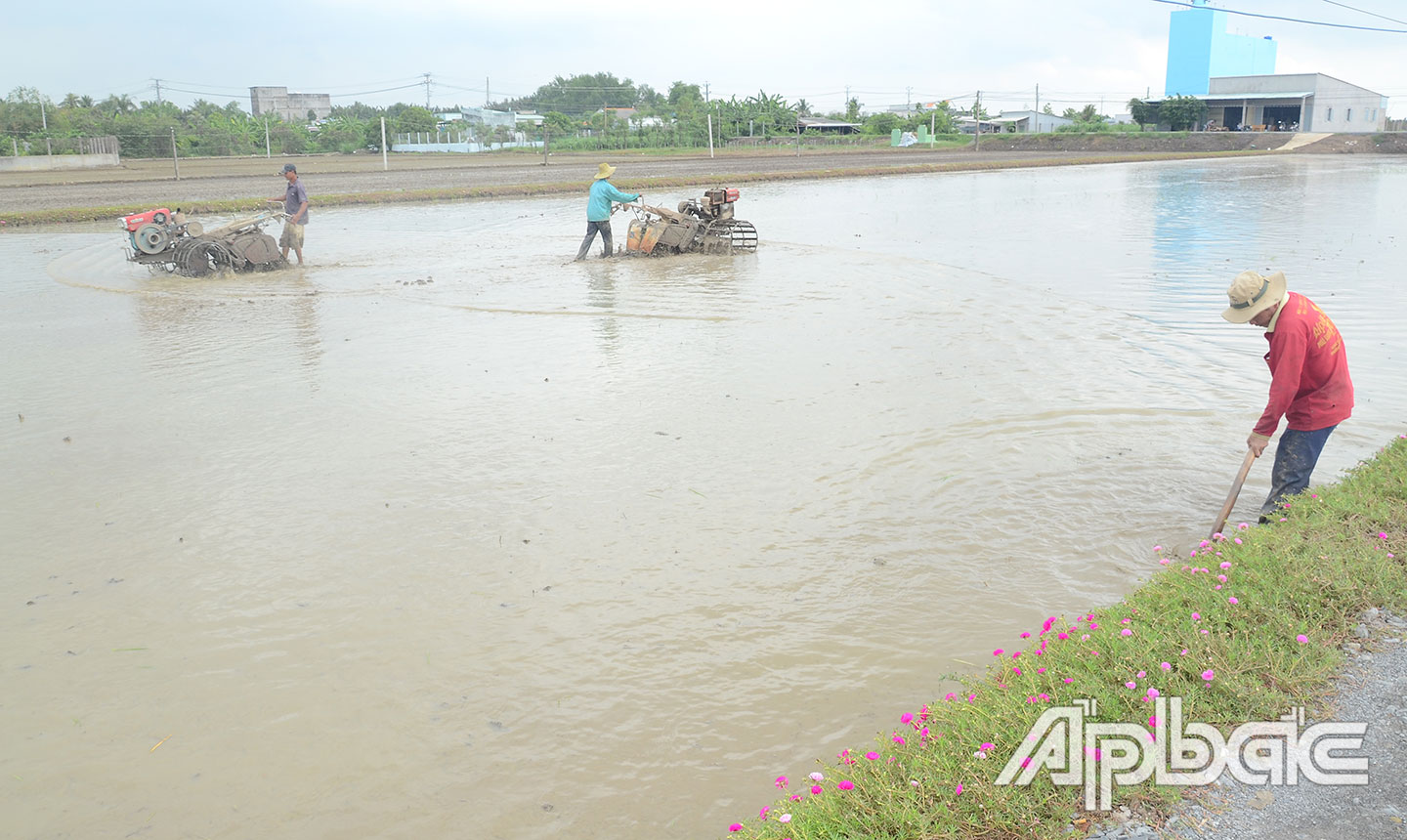 Ông Tiết làm đất chuẩn bị xuống giống lúa hè thu.