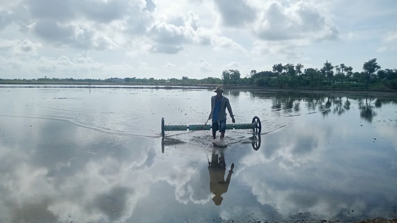 nông dân gieo sạ với lượng giống từ 80 đến 100 kg/ha, nên sử dụng công cụ sạ hàng, máy phun, tăng cường áp dụng các kỹ thuật canh tác tiên tiến