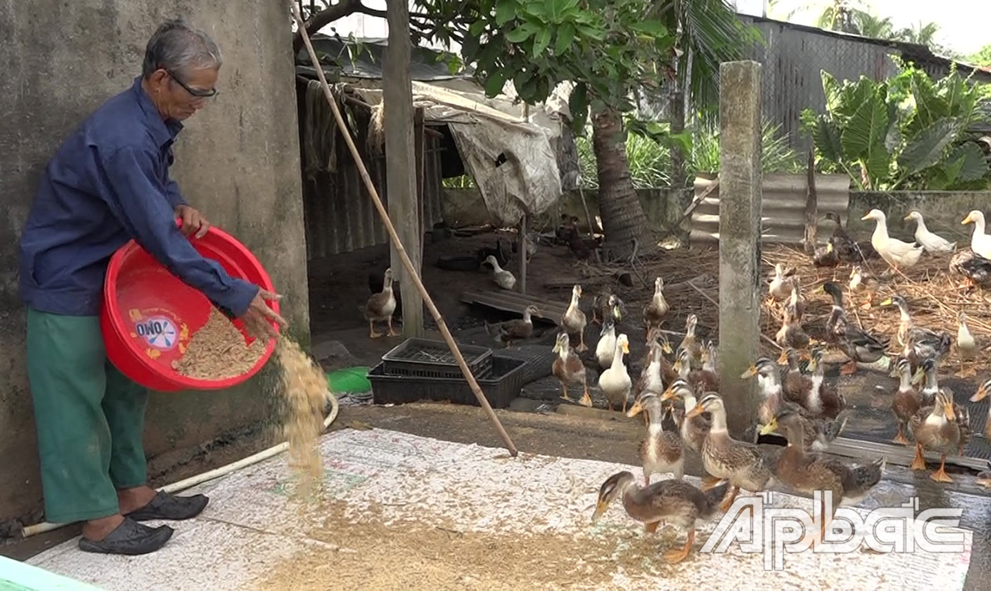 Nhờ linh hoạt chuyển đổi cây trồng, vật nuôi phù hợp thổ nhưỡng mà thu nhập người dân xã Long Vĩnh ngày càng được nâng cao.