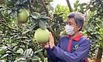 Bưởi da xanh Việt Nam rộng đường vào Mỹ
