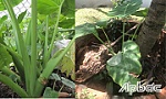 Tại sao bị ngộ độc với cây bạc hà?