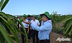 Bài 1: Xuất khẩu thanh long chính ngạch gặp khó do đâu?