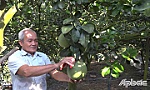 Huyện Gò Công Tây: Chuyển hướng trồng bưởi da xanh 