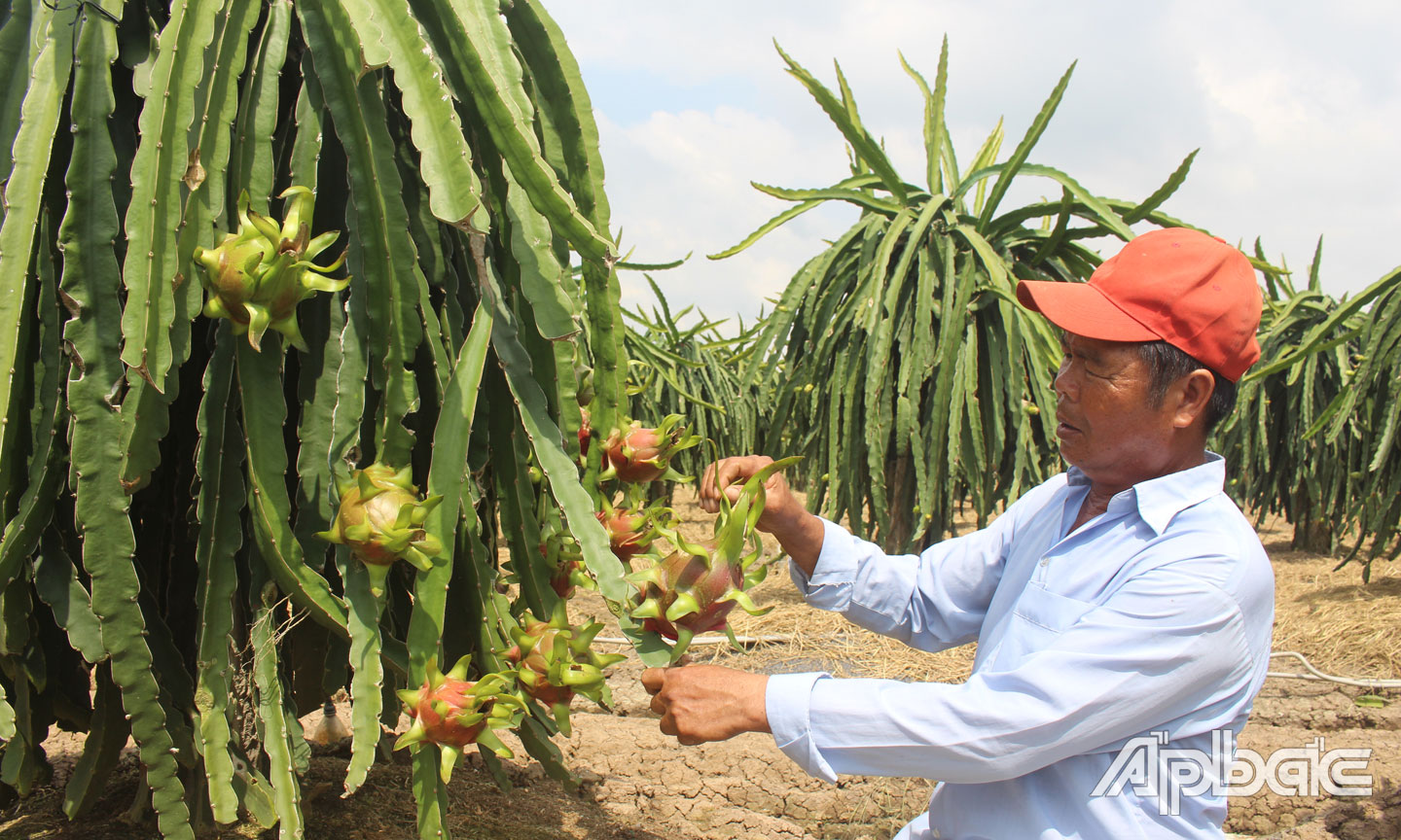Chuyển đổi sản xuất và đẩy mạnh liên kết tiêu thụ để sản xuất thanh long bền vững.