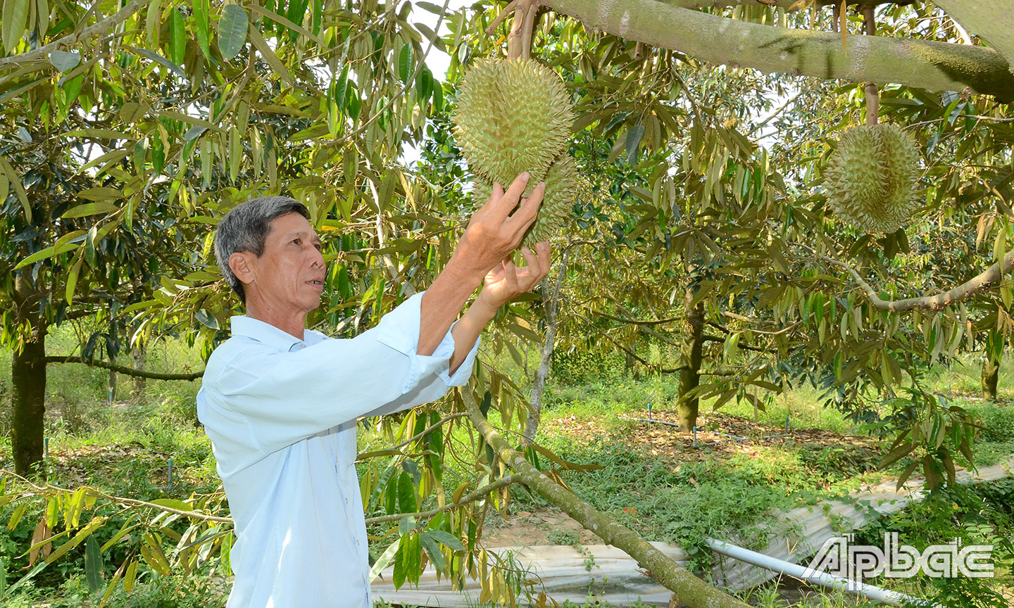 NHTT sầu riêng Cai Lậy chưa phát huy hiệu quả.