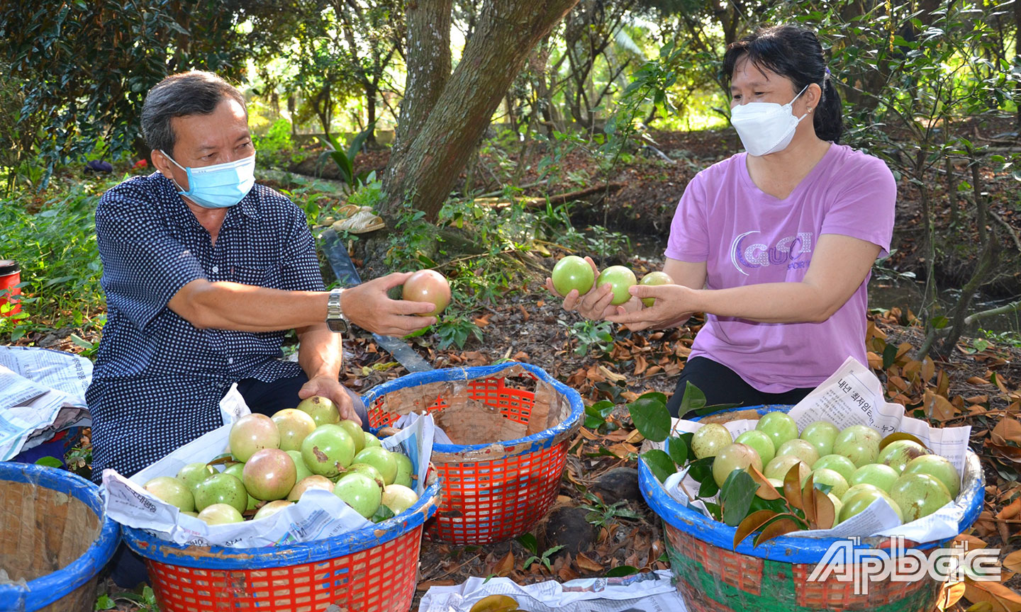 Trái cây đặc sản vú sữa Lò Rèn Vĩnh Kim dần bị mai một.                                                                                                                                                                                                                                    			          Ảnh:  THIỆN THÀNH