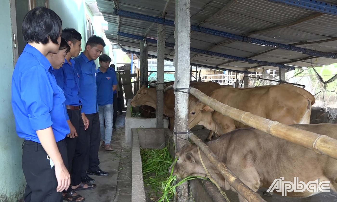 Nhiều đoàn viên thanh niên trên địa bàn huyện đến tham quan học tập kinh nghiệm chăn nuôi bò dê
