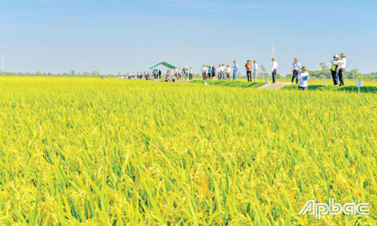 Nông dân tham quan Cánh đồng lớn VD20 trong vụ đông xuân 2021 - 2022