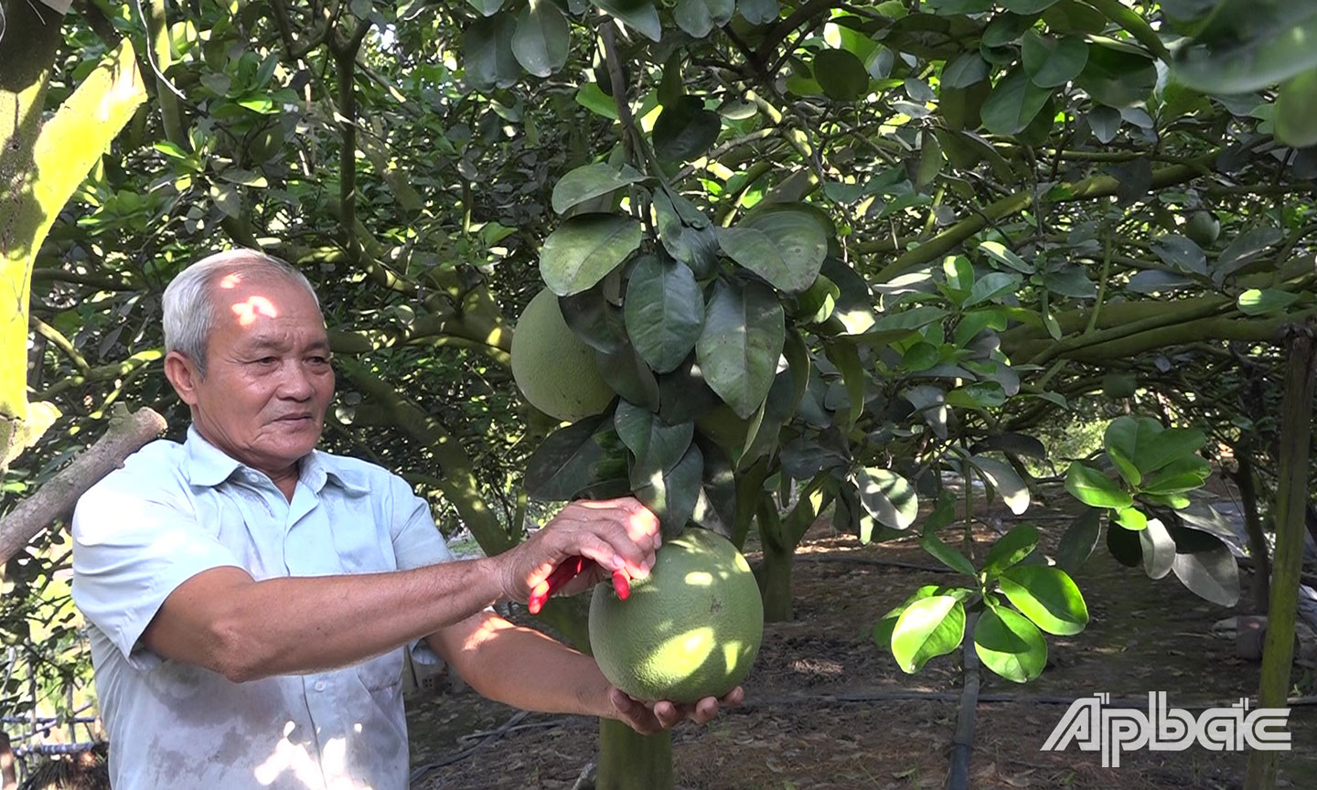 Ông Nguyễn Văn Trọng chăm sóc bưởi da xanh.